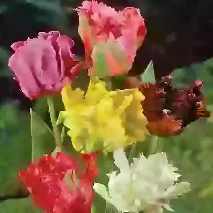 Parrot Tulip Mixture
